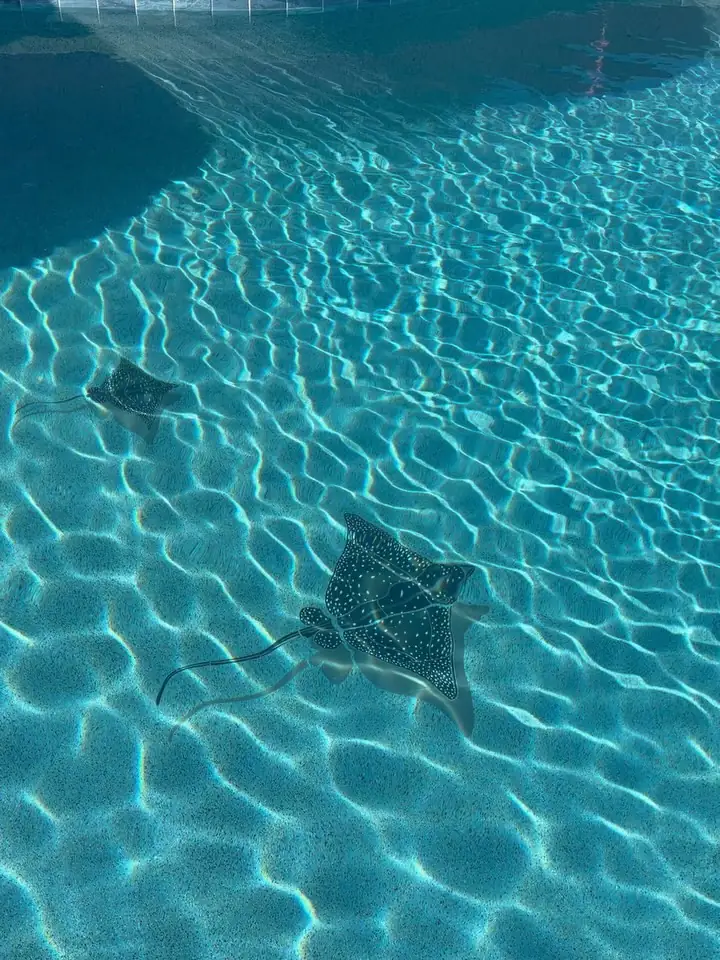 Tile mosaic detail in a finished pool
